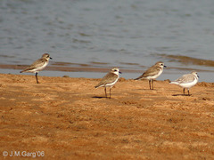 Lesser Sandplover Lesser Sandplover
